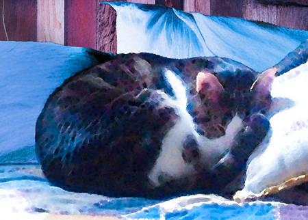  Tabby curled up and sleeping against a pillow on a quilted bed.