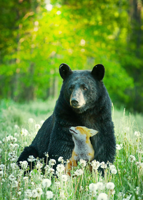  black bear and fox in field of dandelions