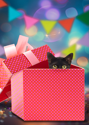  Small black kitten peeking out from a polka-dotted birthday gift box.