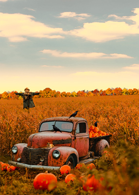  Old truck sitting in  a pumpkin patch at the edge of a cornfield. A gray and white tabby sits on its hub, it's bed is full of pumpkins and multiple crows have gathered as if to mock the scarecrow in the distance.